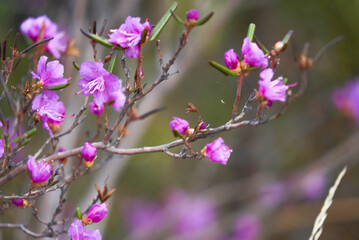 Rhododendron daursky, Ledum lat. Rhododendron dauricum