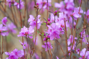 Ledum, Rhododendron daursky, lat. Rhododendron dauricum, closeup flower, purple flower, bush, many flowers, small flowers, Far East