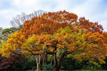 日本の四季　紅葉の季節