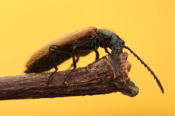 brown insect on a twig