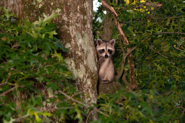 Raccoon in a tree