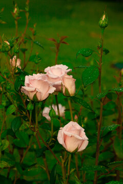 Garden rose bush with large pink buds covered with dew