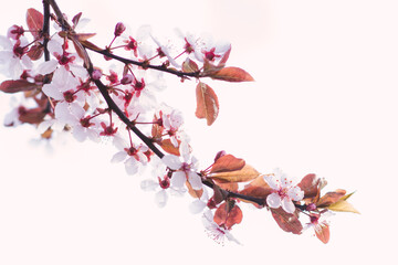 Cherry Blossom Background Floral Pattern