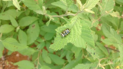 Insect in nature