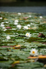 満開のスイレン