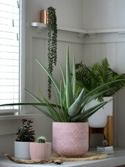 Group of potted indoor plants with aloe vera and cactus in pink pot