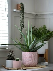 Group of potted indoor plants with aloe vera and cactus in pink pot
