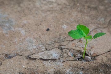 Ecology concepts The seedlings sprout on the cracked cement floor. Powerful nature