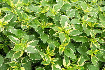 The leaves of the shrub are thick and beautiful green and yellow as a background for design work.