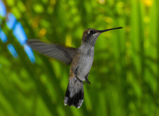 Fototapeta na wymiar Stunning hummingbird with long wings and beak in jungle 