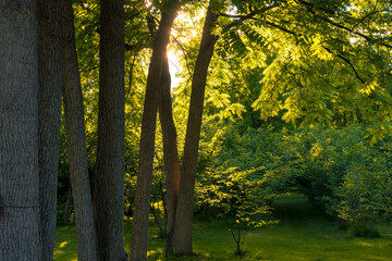 Obraz premium Sunlight Coming Through The Trees In Gellatly Nut Farm Regional Park