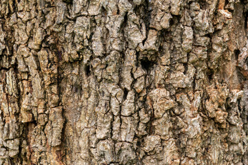 The surface of the trunk of the tree is the bark. Rough surface