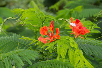 Khlong Bamboo Botanical Gardens, red, orange-colored, beautiful flowers on high ground, moist and cool air