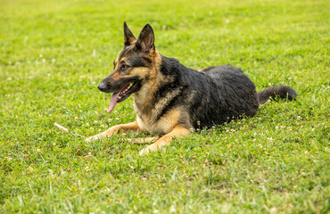 Posing and Playing