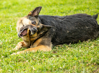 Posing and Playing
