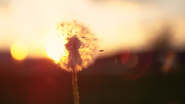 MACRO, LENS FLARE, DOF, COPY SPACE: Fluffy dandelion bulb gets swept away by morning wind blowing across sunlit countryside. Evening breeze blows soft white seeds off a dandelion blossom at sunset.