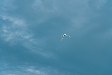 Close-up of a flying gull in the blue sky