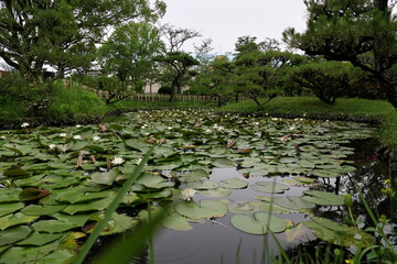 池一面に咲く睡蓮
