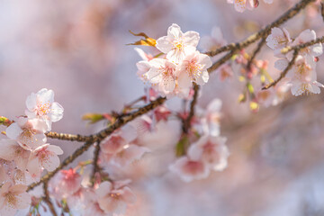 Fototapeta premium 桜 SAKURA