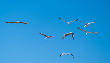 Flock of seagulls flying against blue sky