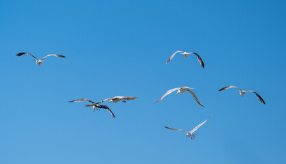 Seagulls flying in a blue sky in summer