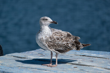 Seagull with brown and white feathers perched on old wooden boat with blue paint.