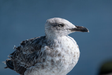 Close up portrait of grey and white seagull, with blue ocean in background. Shallow depth of field.