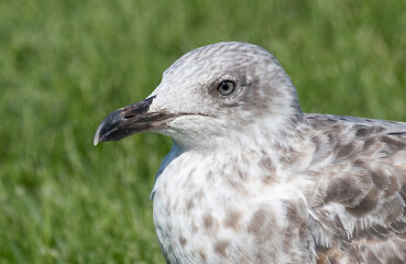 Grey and white seagull portrait against green grass background, looking left. Close up. Juvenile herring gull.