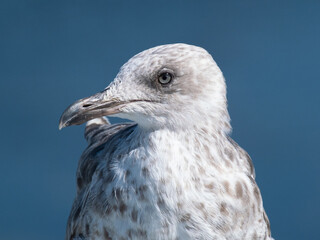 Close up head portrait of seagull with blue ocean background, shallow depth of field.