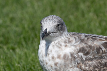 Seagull portrait looking forward towards camera. Close up, with grass in background.