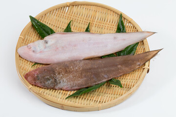 アカシタビラメの表と裏
