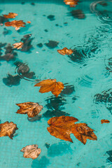 drrops and leaves  on the  cristaline swimming pool