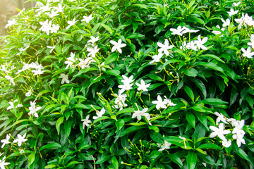 Fototapeta na wymiar Gardenia jasminoides flower is a small white flower with green leaves with a beautiful delicate fragrance.