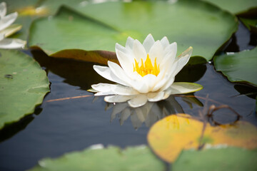 満開のスイレン