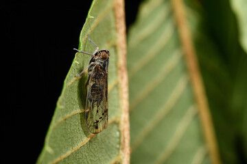 オオヒシウンカ