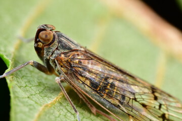 オオヒシウンカ