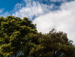 big leafy trees with green leaves in the forest with clouds and blue sky