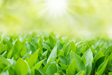 Green leaf with water drops for background