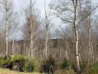 Silver Beech forest on the outskirts of the Silvan Dam in the Dandenong Ranges in Victoria, Australia