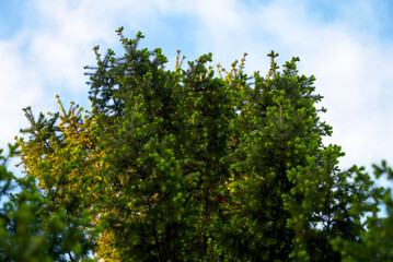Fir, pine, lat. Abies, needles, green spruce, new shoots, dark needles, needles closeup, green, conifer, tree branch, against the sky