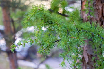 Fir, pine, conifer, lat. Abies, needles, young tree, short needles