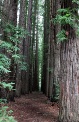 Obraz premium California Redwood Forest, Warburon, Victoria, Australia.