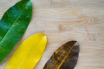 Different color leaves on rustic wooden background.Climate change concept.