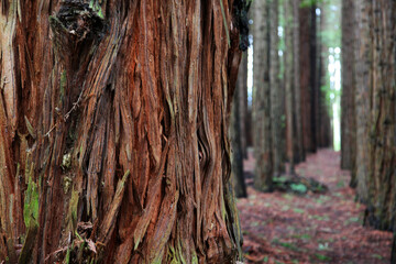 California Redwood Forest, Warburon, Victoria, Australia.