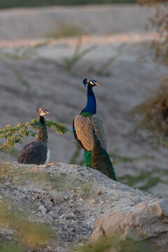 A shallow depth of field image of a peacock and a peahen siting on a rock 