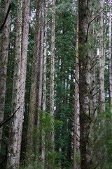 California Redwood Forest, Warburon, Victoria, Australia.