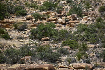 New Mexico Mountain Goats