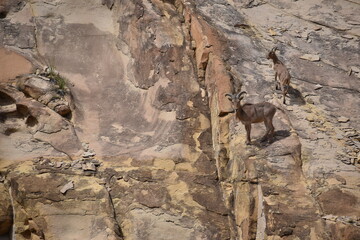 New Mexico Mountain Goats