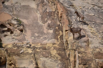 New Mexico Mountain Goats