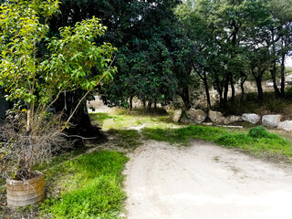 Trail into the trees